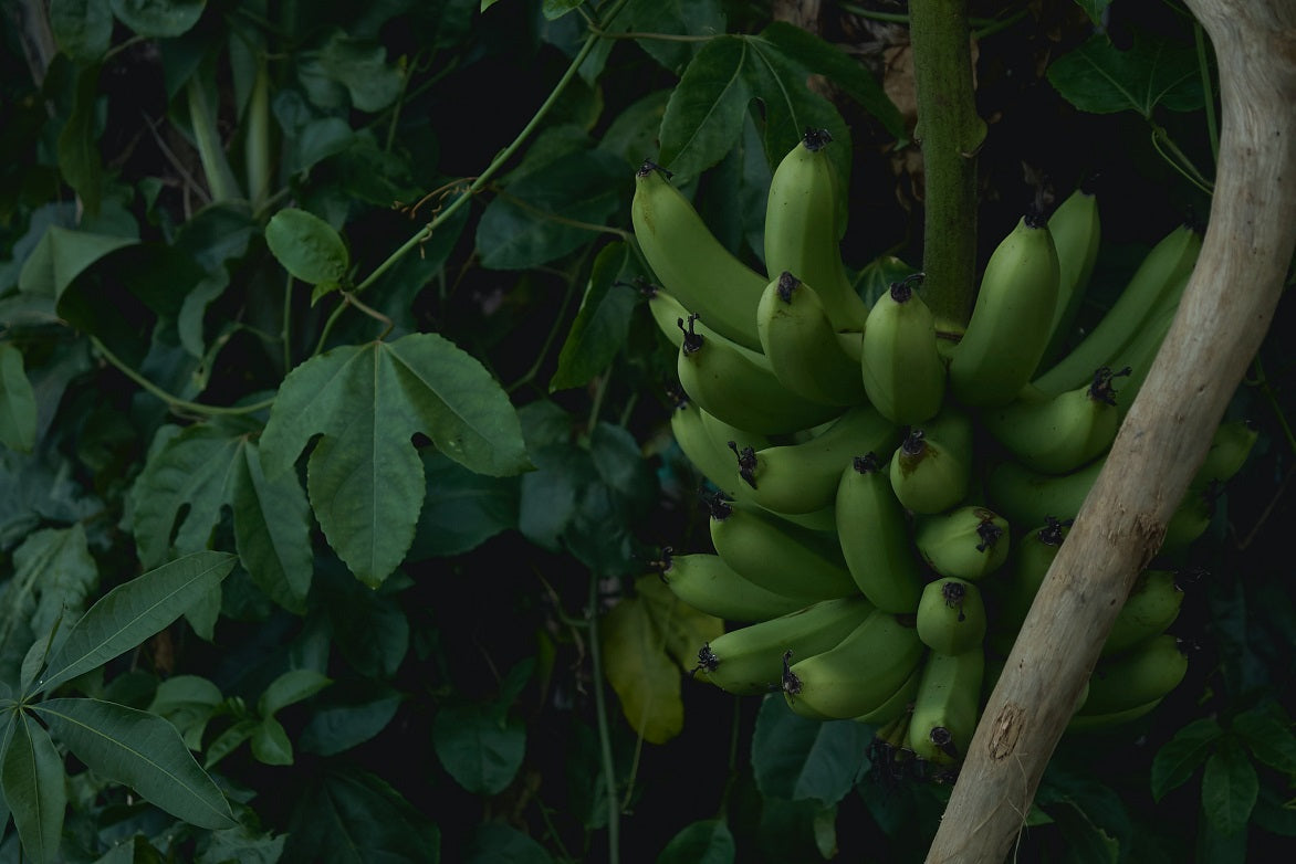 Banana-Shaka Tribe