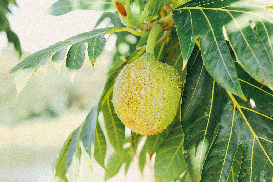 Breadfruit