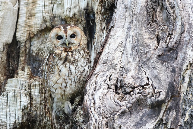 Owl, Texture, Shaka Tribe