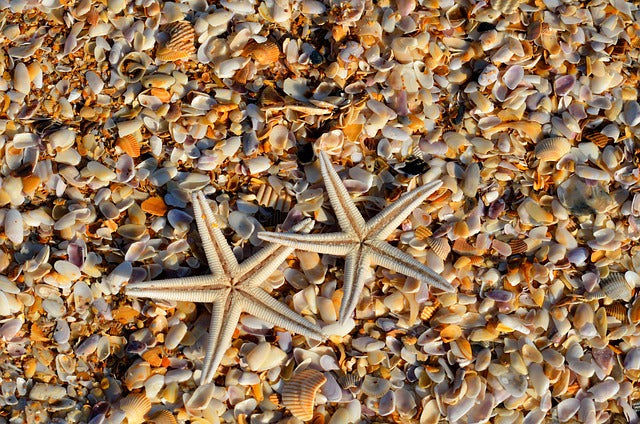Starfish, Shells