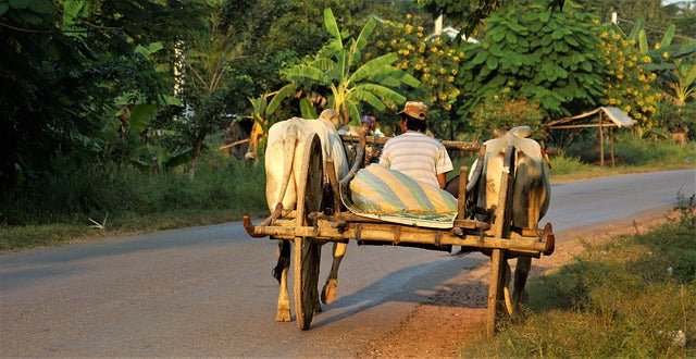 Simple life, Shaka Tribe