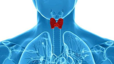 Thyroid Function