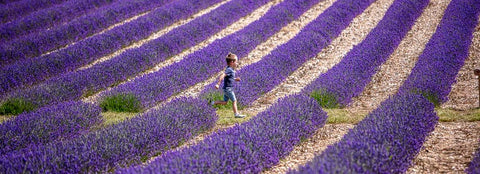 Lavender field with child running