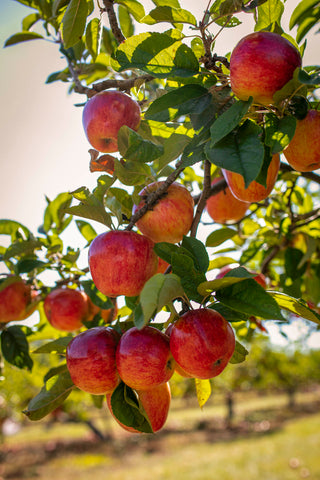 Castle Farm Apples