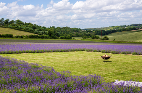 Hire Lavender Field