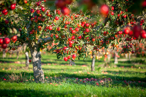 Pretty Castle Farm Apple Orchards