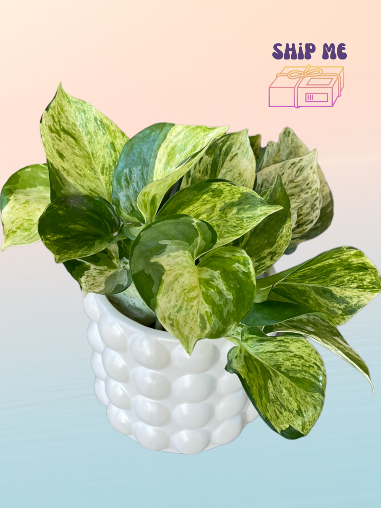 Marble Pothos In Vibe Planter