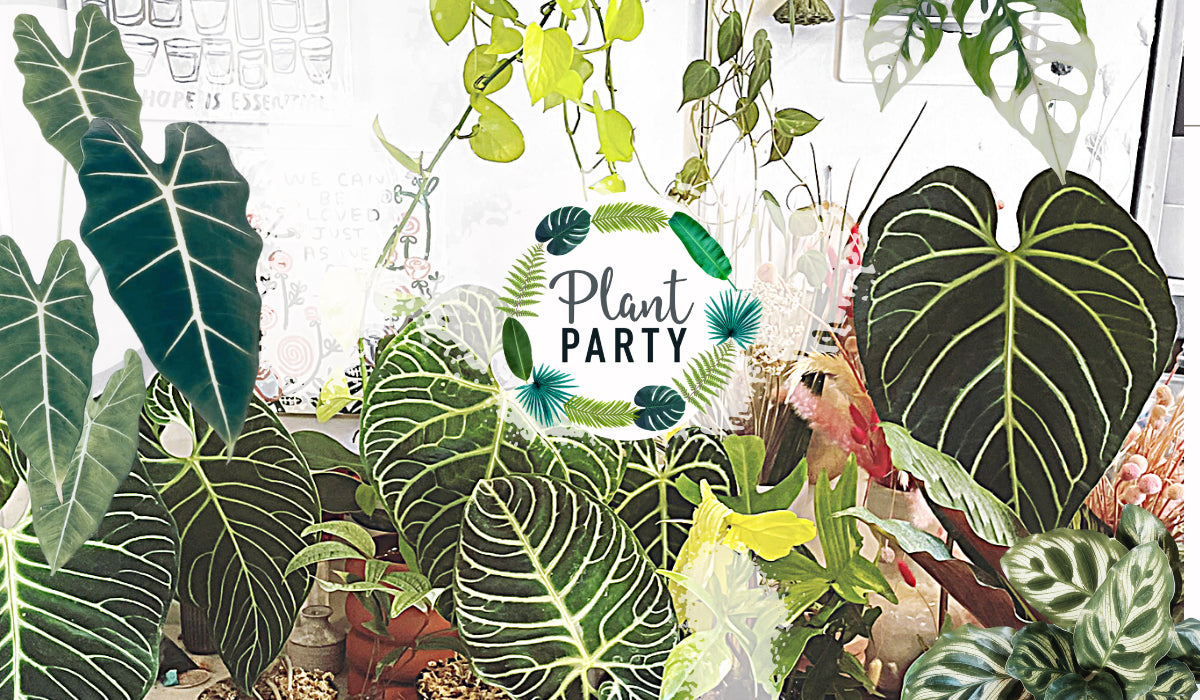 Plant Party Plant Party Austin Tx