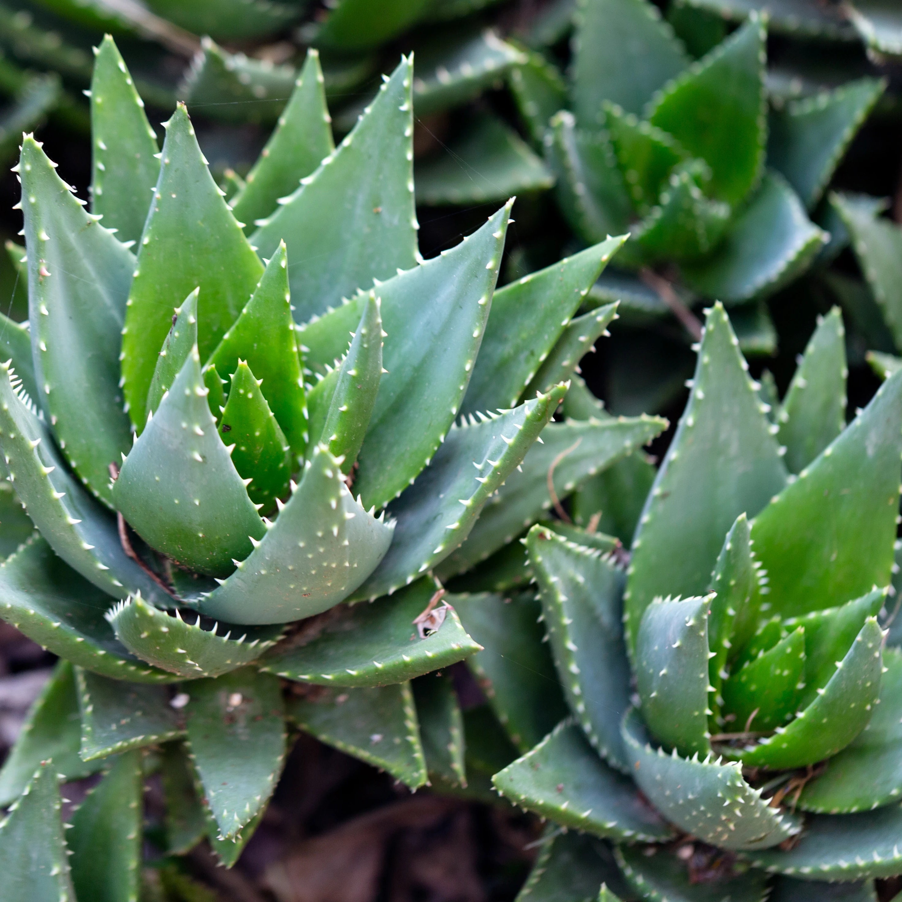 Shaving Cream Products with Aloe Vera