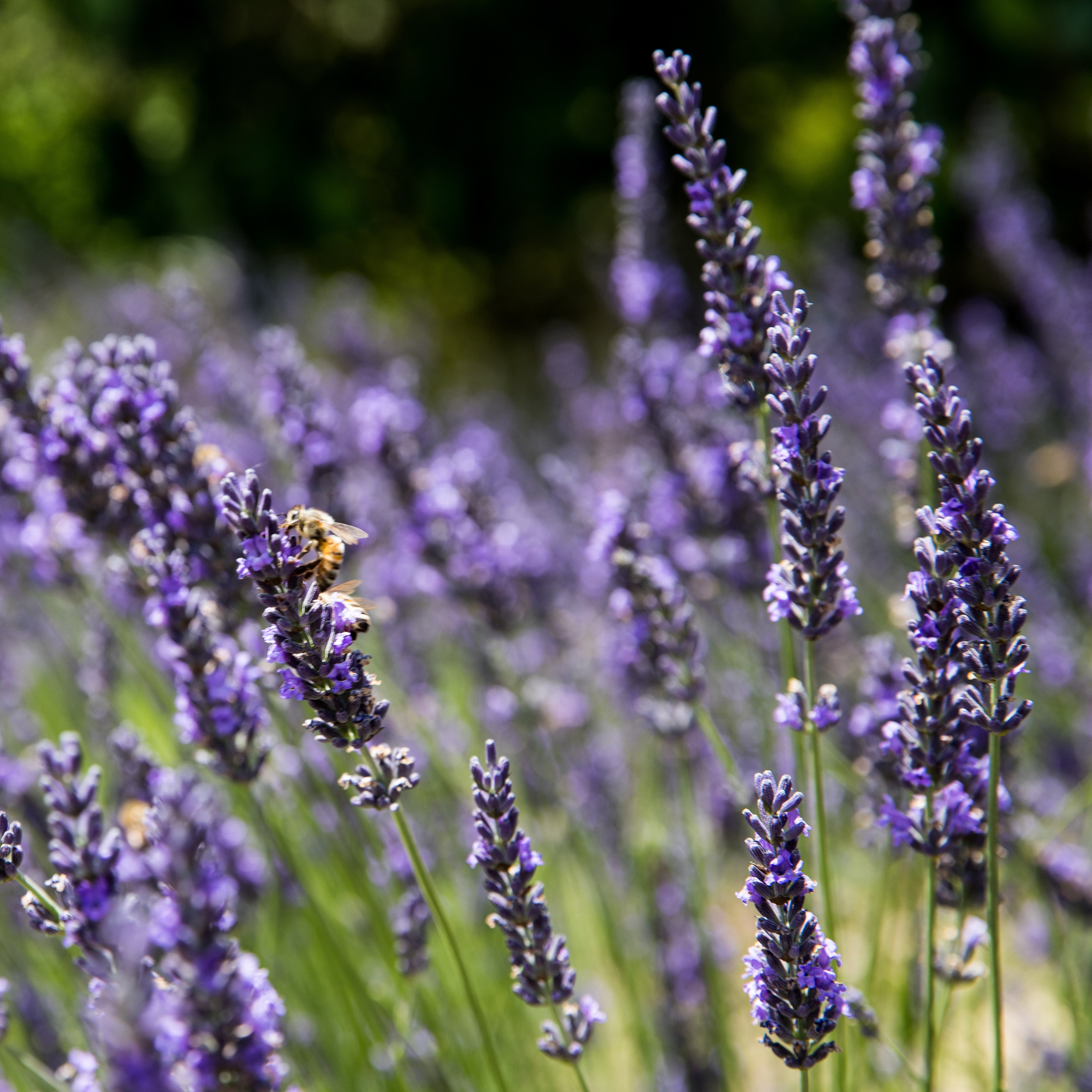 Essential Oil with Lavender for Better Sleep