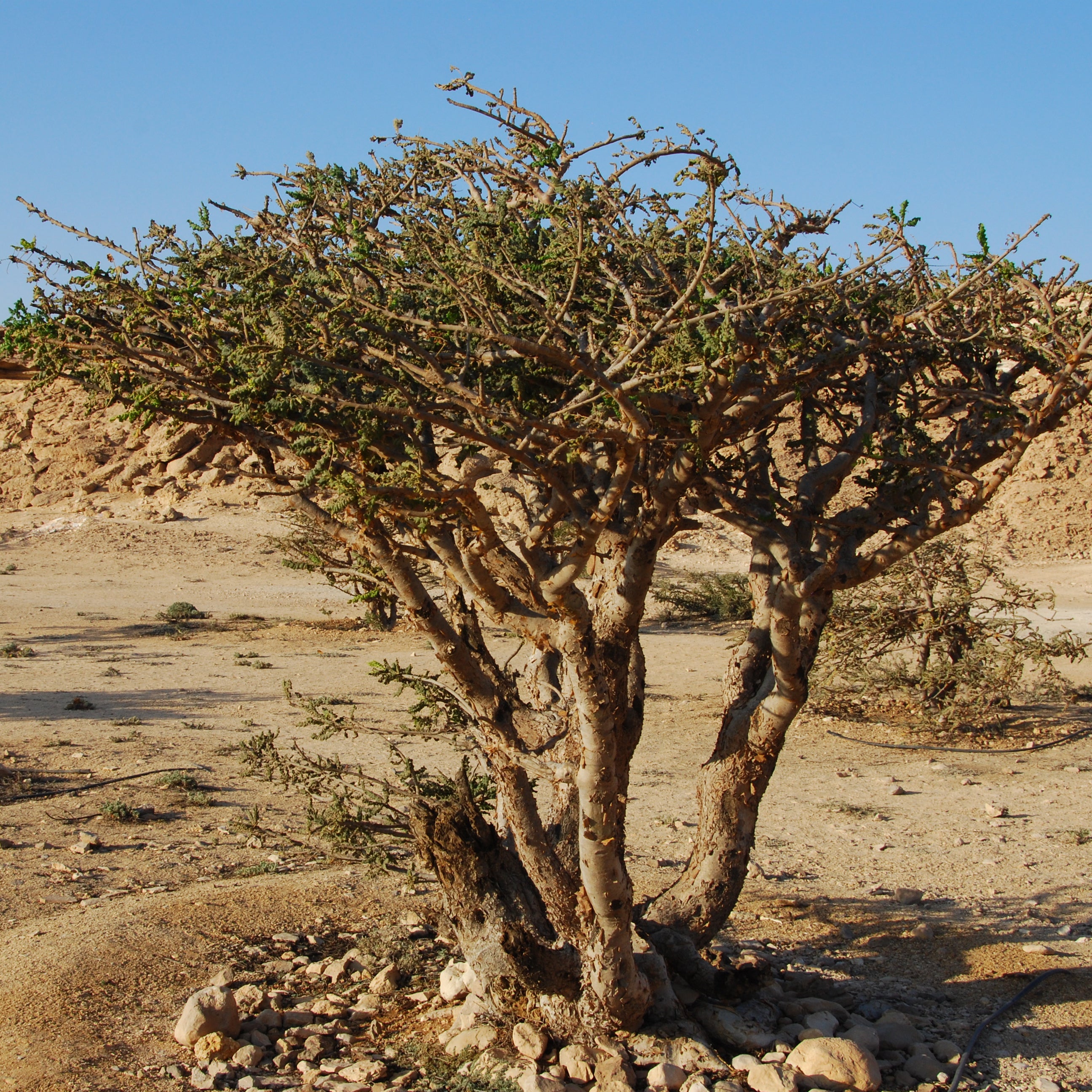 Fresh Frankincense Used in Essential Oil