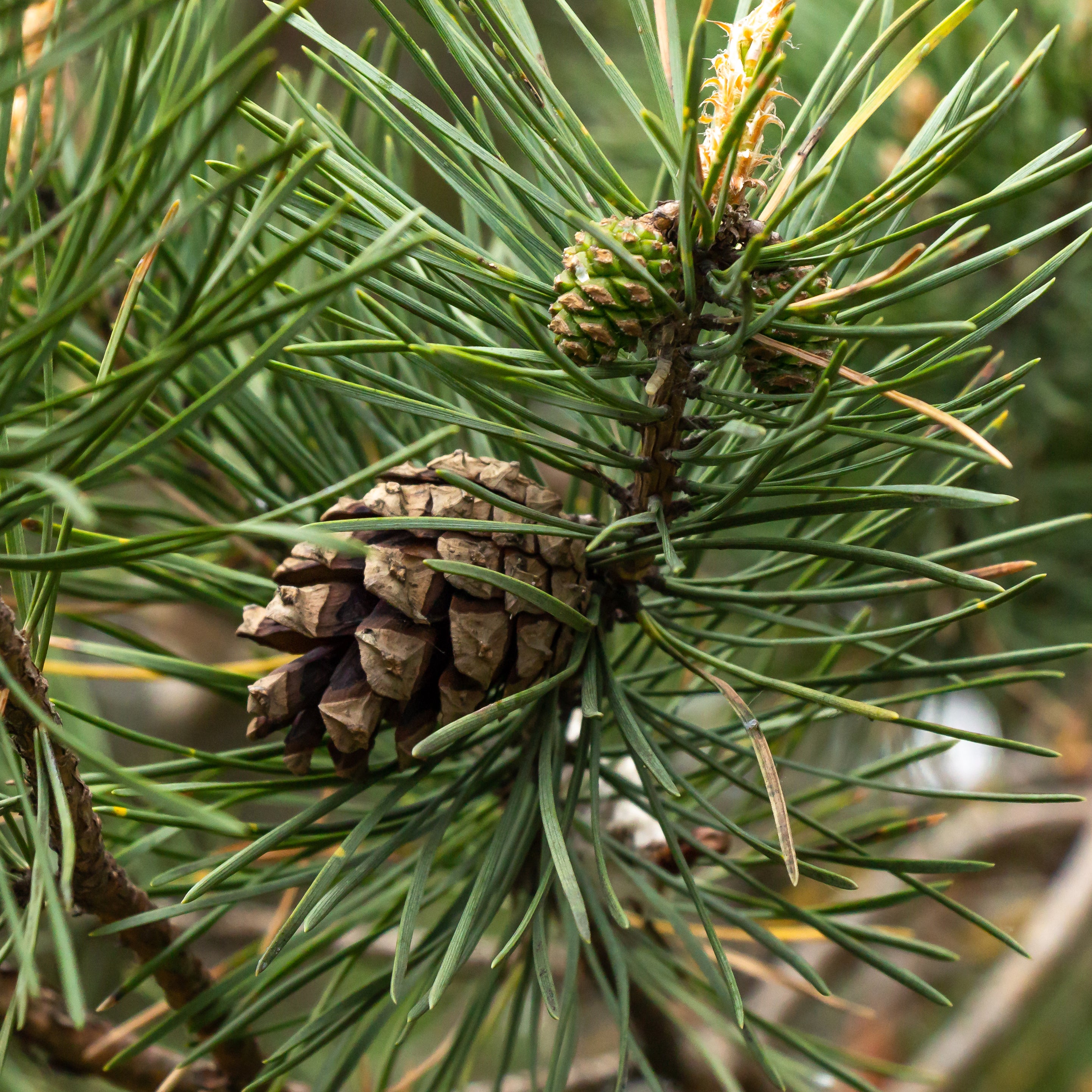 Pine Oil Improves Breathing