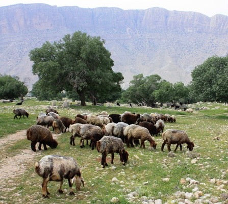 イランで育った羊毛