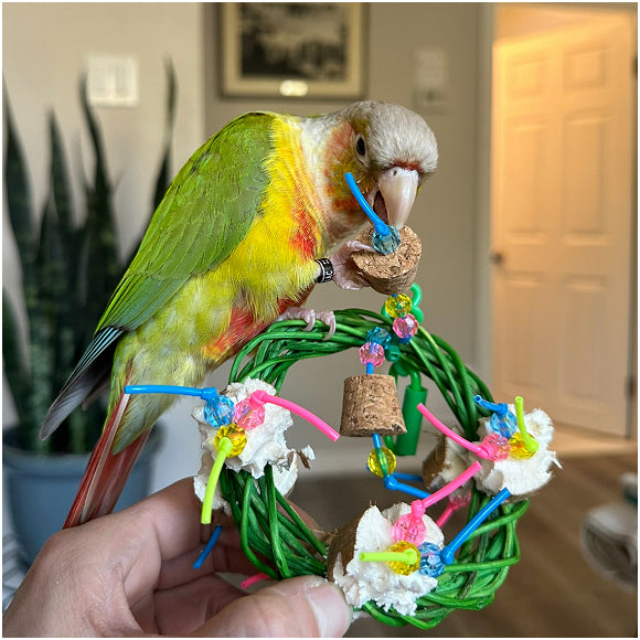 Green Cheek Conure Marty with Sola Ring Bird Toy