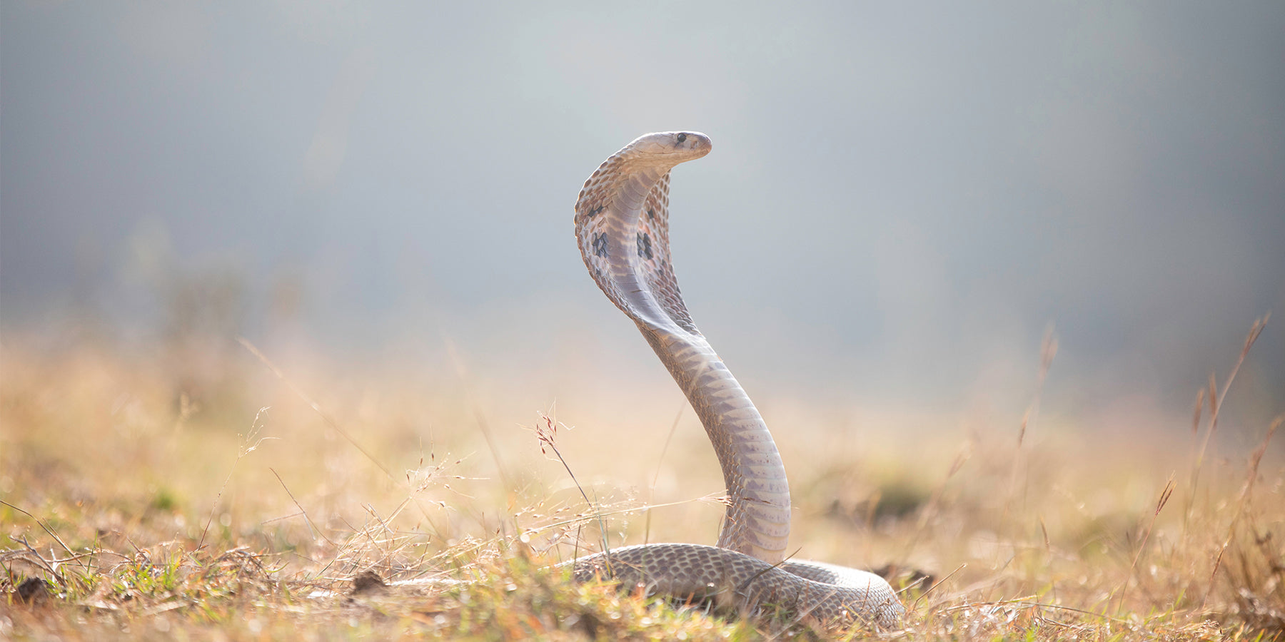 King Cobra  FAQ, the most complete collation