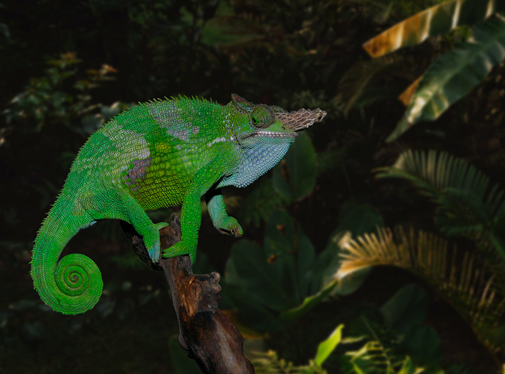 https://cdn.shopify.com/s/files/1/0331/6042/9701/files/chameleon-3.jpg?v=1653042835