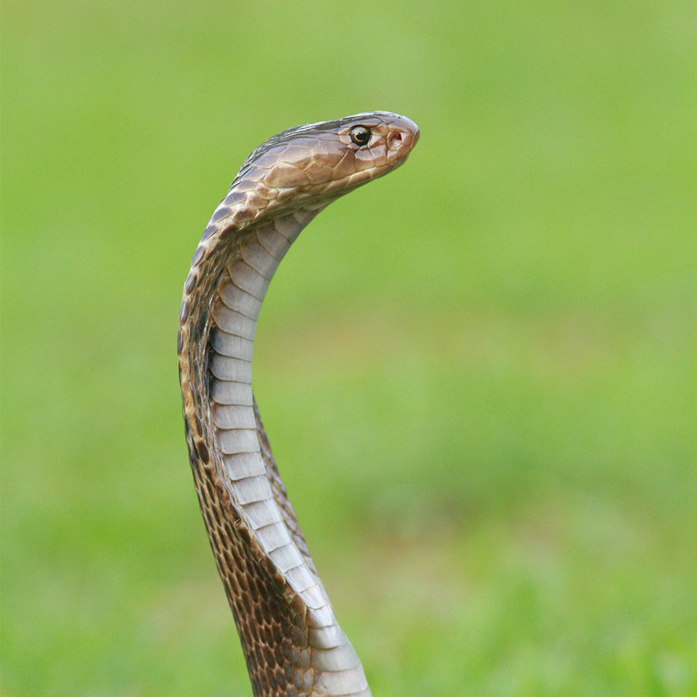 cobra snake - Recherche Google  Snake, King cobra snake, King cobra