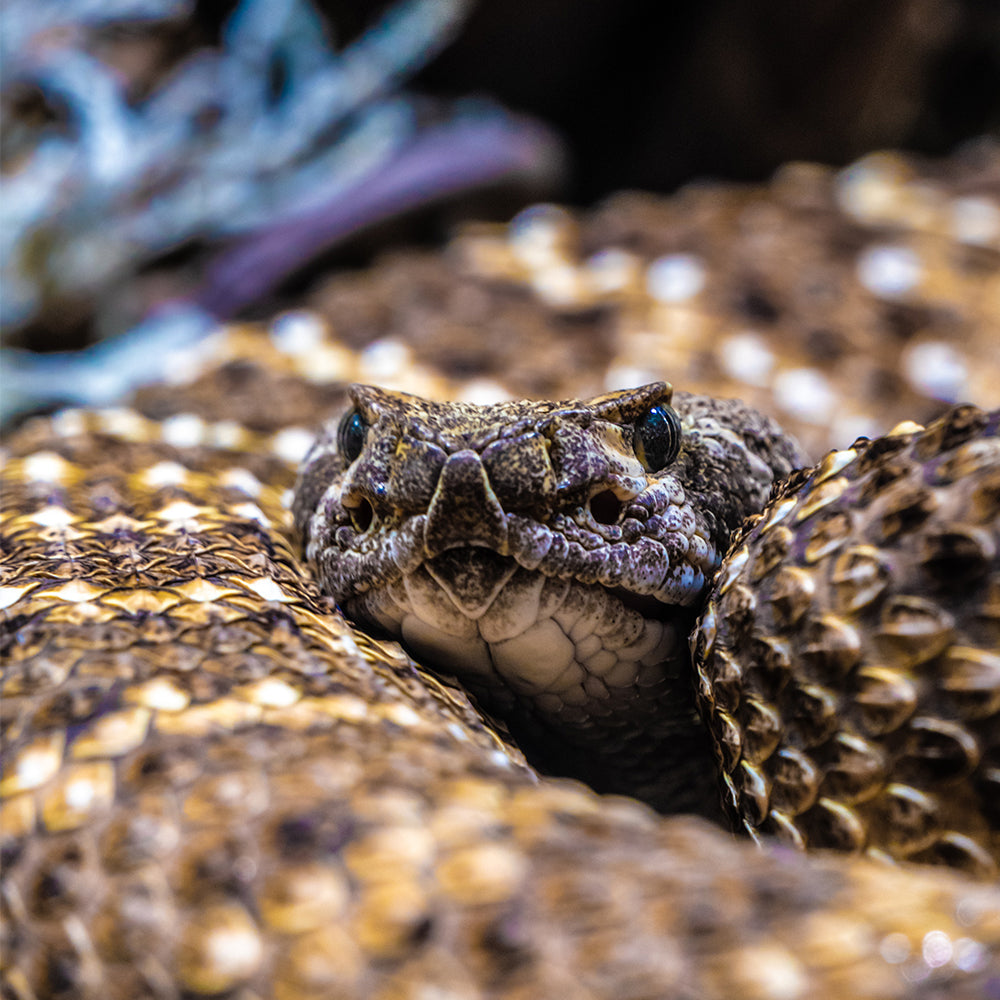 What do baby rattlesnakes eat