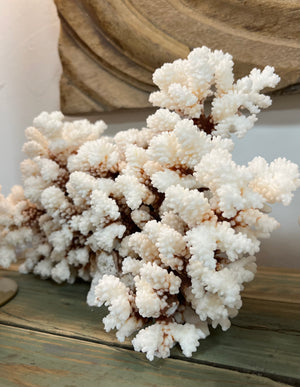 Brownstem Coral - 2 sizes