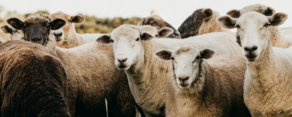 Does counting sheep help you sleep? A group of sheep in a field.