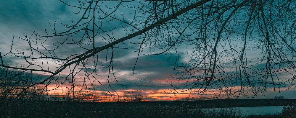 a picturesque view of a tree with the sun setting in the background