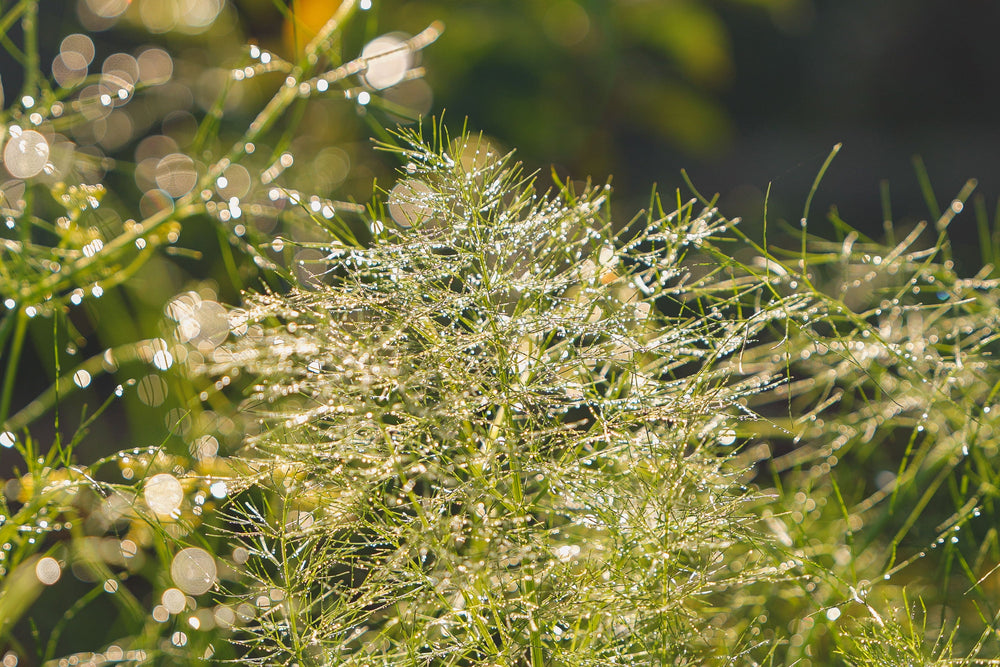 watering your garden