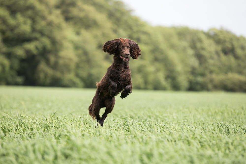 Dog jumping