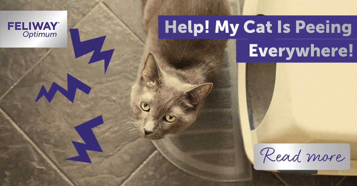 Help! My cat is peeing everywhere! – FELIWAY Shop