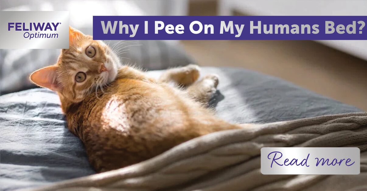 why a cat pees on a bed