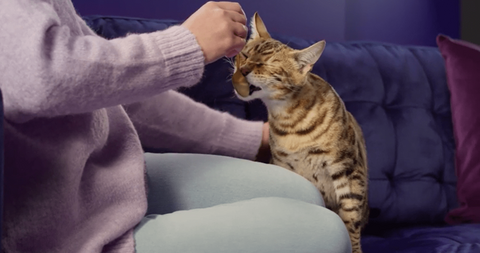 Bengal cat licking off a spoon.