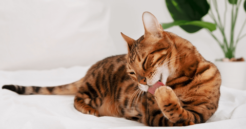 Bengal cat grooming itself.