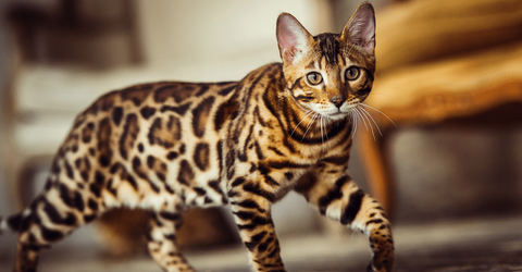 Bengal cat walking through a home.