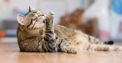 A cat lay on the ground licking its paw.