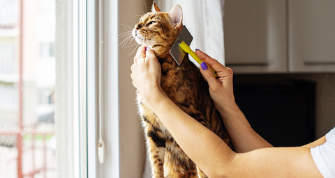 Professional cat groomer brushing a Bengal cat.