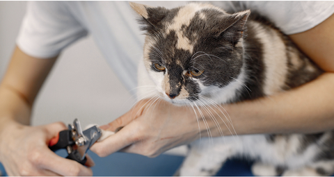 Small cat having their nails trimmed.