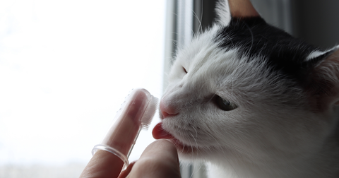 A black and white cat having its teeth brushed