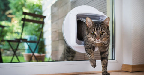 Grey striped cat coming in from outside through a cat flap.