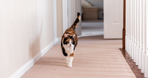 Cat walking on carpet floor