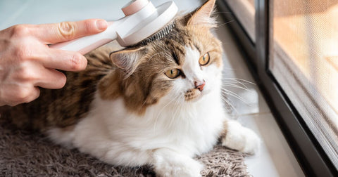  Cat being brushed by a human.