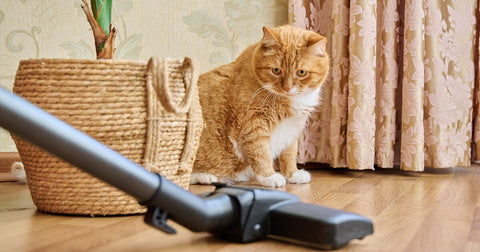 Ginger cat watching a vacuum cleaner