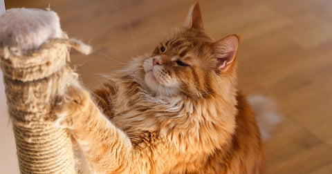 Ginger cat scratching against post.