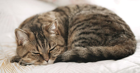 Grey cat sleeping in a curled-up crescent.