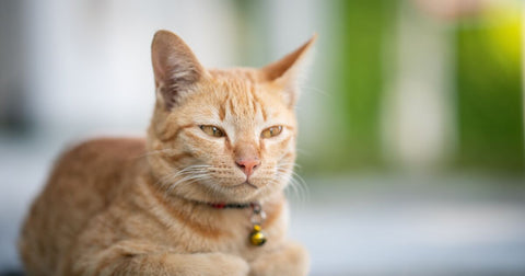 Ginger cat in sphynx position.