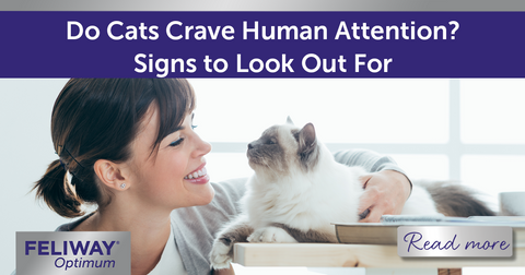 Cat sitting on a counter with a human.