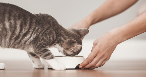 Person feeding their cat.