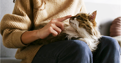 Woman playing affectionately with a lap cat.