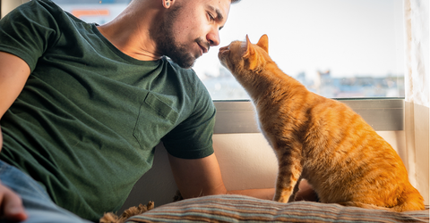 Ginger cat peering up at a man’s face.
