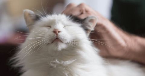 cat being rubbed behind the ears