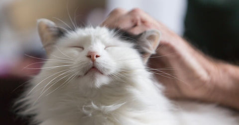 grey and white cat being rubbed behind ears