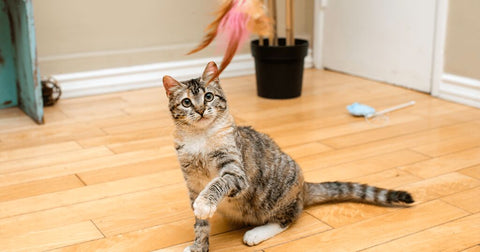 cat playing with cat feather toy